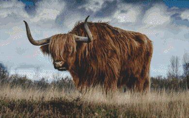(image for) Scottish Highland Bull